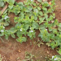 Veronica serpyllifolia L.